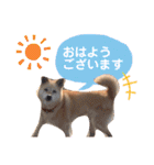 わたなべ家のさつきちゃん♡第2弾（個別スタンプ：21）
