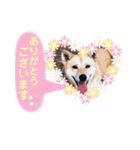 わたなべ家のさつきちゃん♡第2弾（個別スタンプ：22）