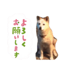 わたなべ家のさつきちゃん♡第2弾（個別スタンプ：24）