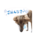 わたなべ家のさつきちゃん♡第2弾（個別スタンプ：32）