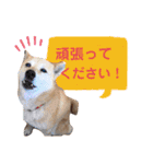 わたなべ家のさつきちゃん♡第2弾（個別スタンプ：33）