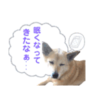 わたなべ家のさつきちゃん♡第2弾（個別スタンプ：34）