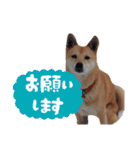 わたなべ家のさつきちゃん♡第2弾（個別スタンプ：35）