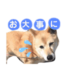 わたなべ家のさつきちゃん♡第2弾（個別スタンプ：40）