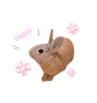 ミニうさプリン☆（個別スタンプ：1）