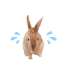 ミニうさプリン☆（個別スタンプ：5）