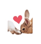 ミニうさプリン☆（個別スタンプ：8）