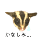 フクモモのジョニー（個別スタンプ：5）