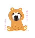 ラッキーとの思い出（個別スタンプ：1）