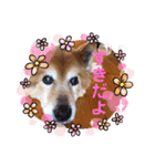 ラッキーとの思い出（個別スタンプ：13）