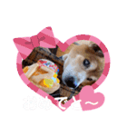 ラッキーとの思い出（個別スタンプ：14）