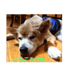 ラッキーとの思い出（個別スタンプ：20）