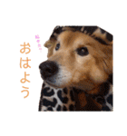 ラッキーとの思い出（個別スタンプ：28）