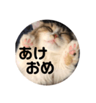 マンチカンのチャコ（個別スタンプ：3）
