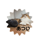 マンチカンのチャコ（個別スタンプ：6）