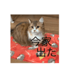 マンチカンのチャコ（個別スタンプ：8）