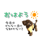 うちの子シリーズ『犬の天くん』（個別スタンプ：1）