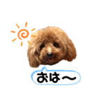 トイプードルだぞ〜（個別スタンプ：3）