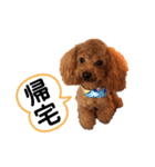 トイプードルだぞ〜（個別スタンプ：6）