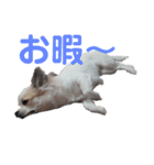 コレットスタンプ（個別スタンプ：1）