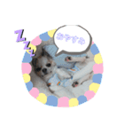 コレットスタンプ（個別スタンプ：3）