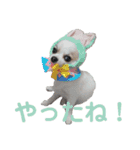 コレットスタンプ（個別スタンプ：8）