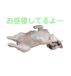 コレットスタンプ（個別スタンプ：11）