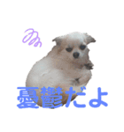 コレットスタンプ（個別スタンプ：12）