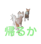 コレットスタンプ（個別スタンプ：13）