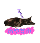 黒猫しーちゃんスタンプ（個別スタンプ：2）
