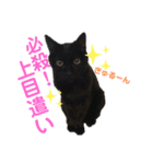 黒猫しーちゃんスタンプ（個別スタンプ：4）