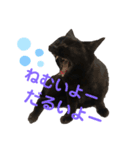 黒猫しーちゃんスタンプ（個別スタンプ：5）
