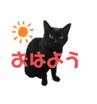 黒猫しーちゃんスタンプ（個別スタンプ：6）