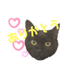 黒猫しーちゃんスタンプ（個別スタンプ：8）