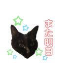 黒猫しーちゃんスタンプ（個別スタンプ：9）