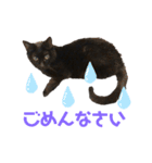 黒猫しーちゃんスタンプ（個別スタンプ：11）