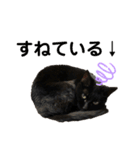 黒猫しーちゃんスタンプ（個別スタンプ：12）