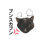黒猫しーちゃんスタンプ（個別スタンプ：14）