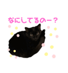 黒猫しーちゃんスタンプ（個別スタンプ：15）