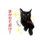 黒猫しーちゃんスタンプ（個別スタンプ：16）