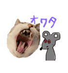 やる気のない猫など（個別スタンプ：9）