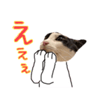 やる気のない猫など（個別スタンプ：11）