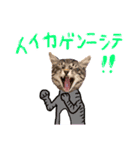 やる気のない猫など（個別スタンプ：13）