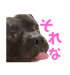 ぶびお（個別スタンプ：1）