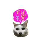 マルちゃんです。（個別スタンプ：7）