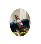 やんちゃなししまるNo3（個別スタンプ：3）