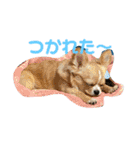 やんちゃなししまるNo3（個別スタンプ：8）