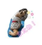 やんちゃなししまるNo3（個別スタンプ：9）