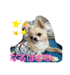 やんちゃなししまるNo3（個別スタンプ：10）