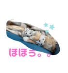 やんちゃなししまるNo3（個別スタンプ：11）